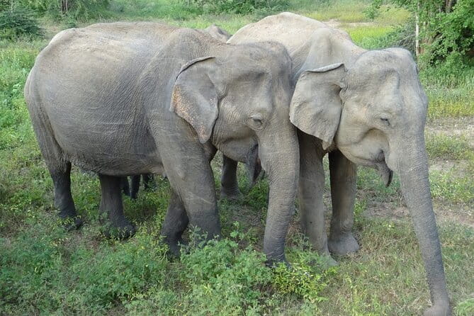 Minneriya National Park Safari | Jeep with Tickets - What the jeep, driver, and refreshments add