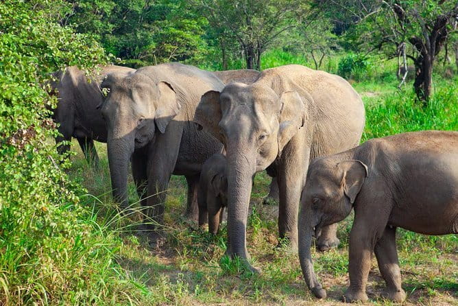 Minneriya National Park Safari [private , full package] - Price, inclusions, and the admission-fee question
