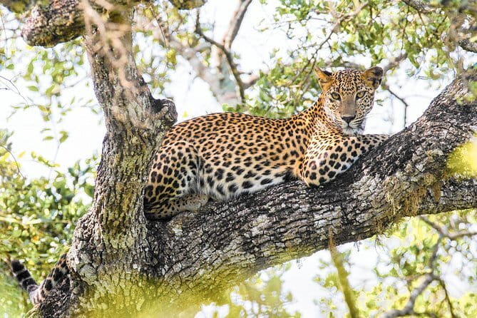 Minneriya National Park Safari [private , full package] - Who will enjoy this Minneriya safari most?