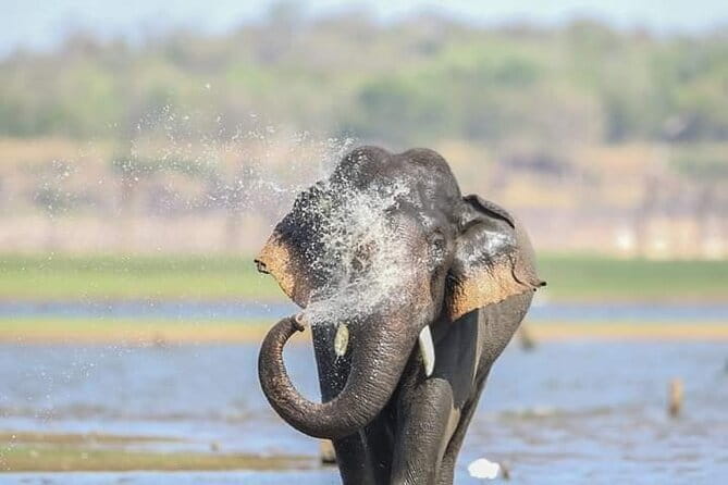 Minneriya National Park Safari [private , full package] - Morning or afternoon: which departure suits you?