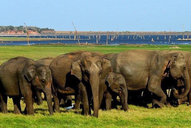 Minneriya National Park Safari - Private Jeep with Hotel Pickup - Morning or afternoon: choosing your safari time