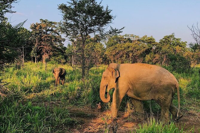 Minneriya National park Safari Sri Lanka - Key points before you book