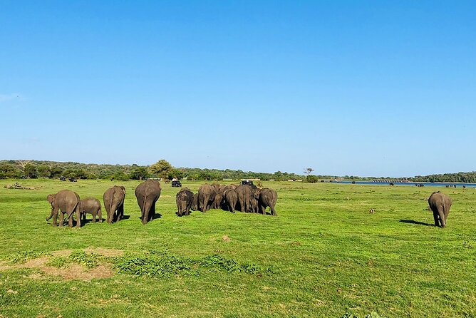Minneriya National park Safari Sri Lanka - Guides, spotting, and the quality of the drive