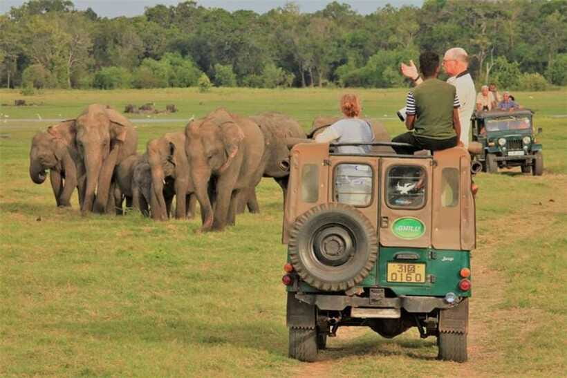 Minneriya National Park Wild Elephant Safari - Private - The real cost of this safari