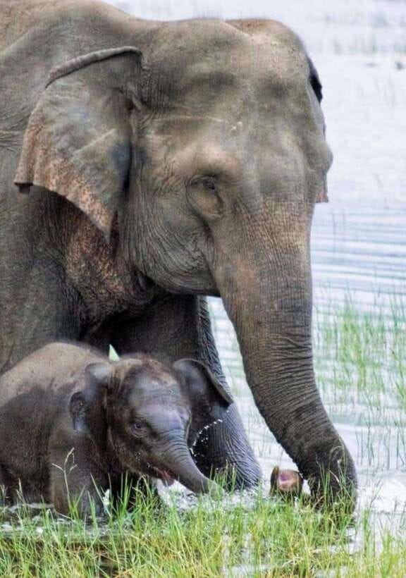 Minneriya National Park Wild Elephant Safari - Private - Hotel pickup and the private 4x4