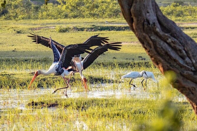 Minneriya National Park Wildlife & Elephant Safari from Sigiriya - What the three to five hours feels like