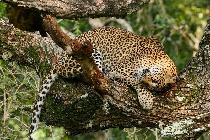 Minneriya National Park Wildlife & Elephant Safari from Sigiriya - The real cost of the experience