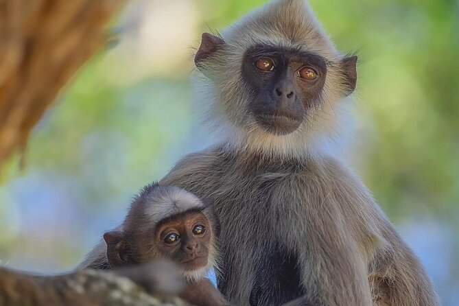 Minneriya National Park Wildlife & Elephant Safari from Sigiriya - What Kaudulla National Park adds
