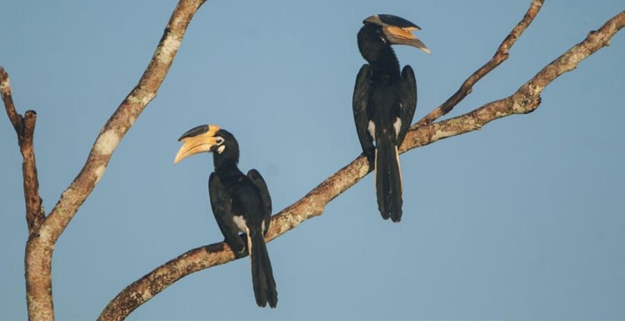 Minneriya: Private Jeep Safari From Trincomalee - FAQ