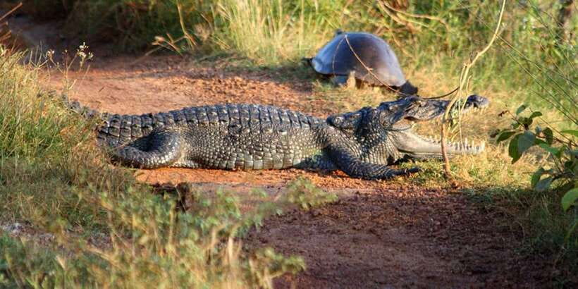 Minneriya: Private Jeep Safari From Trincomalee - Birds, crocodiles, and the changing light