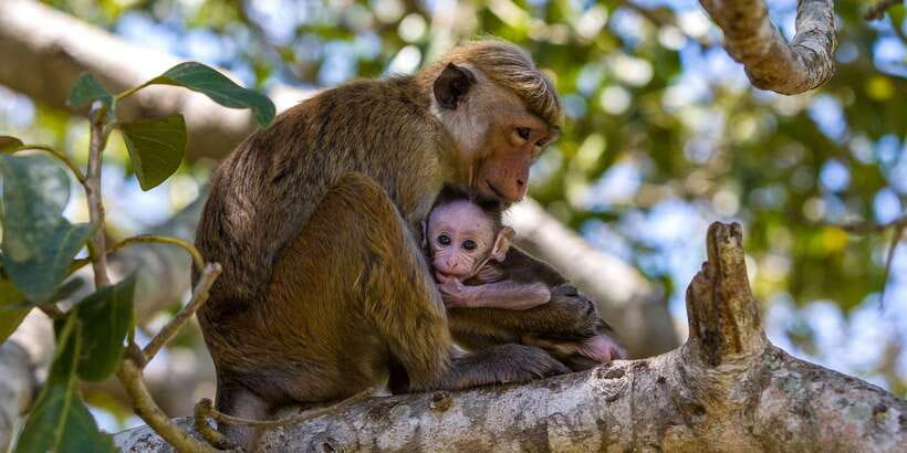 Minneriya: Private Jeep Safari From Trincomalee - The three stops after the safari
