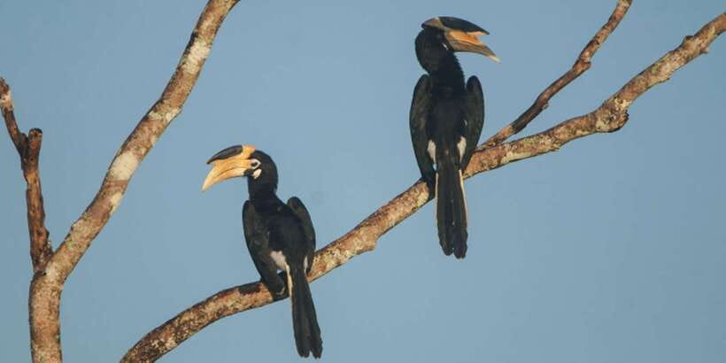 Minneriya: Private Jeep Safari From Trincomalee - What the $159 price really covers