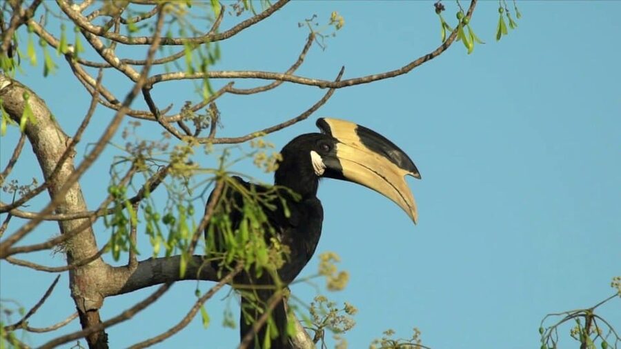 Minneriya: Private Jeep Safari From Trincomalee - Who will enjoy this safari most