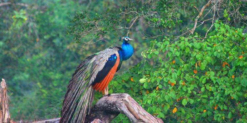 Minneriya: Private Jeep Safari From Trincomalee - Should you book the Minneriya safari?