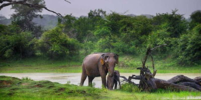 Mirissa/Galle/Hikkaduwa: Transfer to Ella & Udawalawa Safari