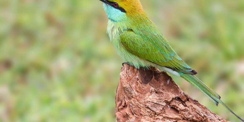 Mirissa/Galle/Hikkaduwa: Transfer to Ella & Udawalawa Safari - The real value of the $48 price