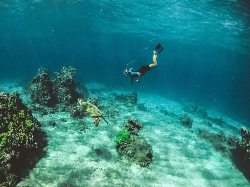 Mirissa: Snorkeling Experience with Turtles - Swimming with turtles without harming them