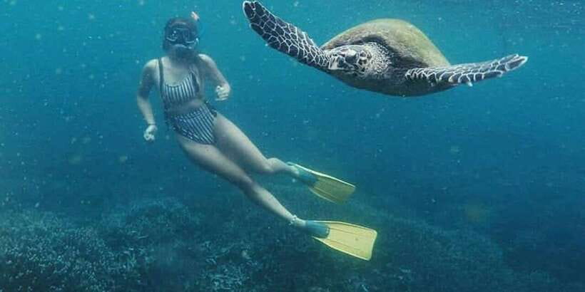 Mirissa: Snorkeling Experience with Turtles - Fish, rays, coral, and smaller finds