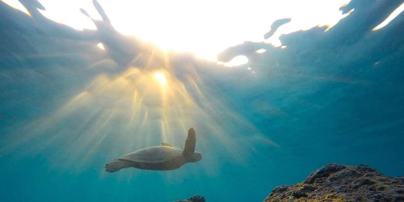 Mirissa: Snorkeling Experience with Turtles - Photos, videos, and the extra value of $29
