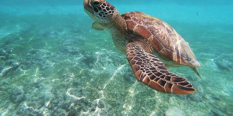 Mirissa: Snorkeling Experience with Turtles - From Mirissa beach to the turtle grounds