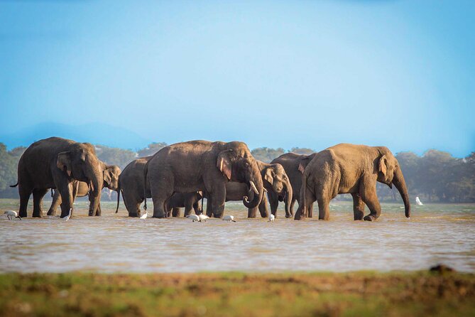 Mirissa to Ella Shuttle & Udawalawe Safari Drive with Breakfast - Starting from Mirissa, Weligama, or Tangalle