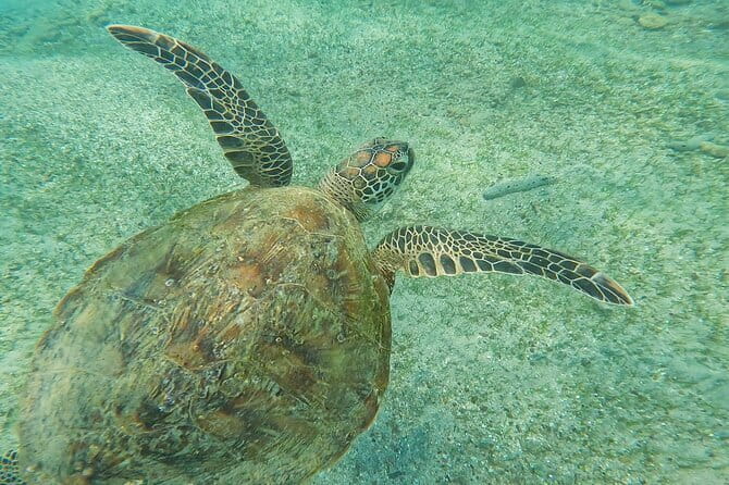Mirissa Unforgettable Snorkeling Experience with Turtles - What the private format adds