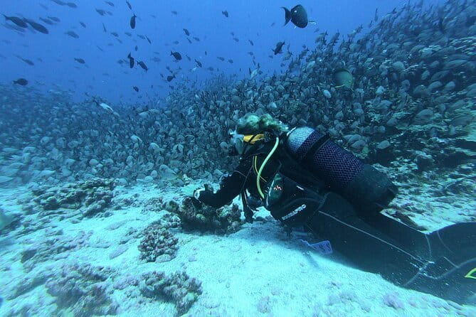 Mirissa Unforgettable Snorkeling Experience with Turtles - Snacks, pictures, and the freshwater finish