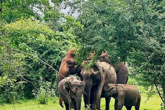 Mirissa, Weligama, Ahangama Transfer to Ella and Udawalawa Safari - Why this transfer makes sense on a Sri Lankan route