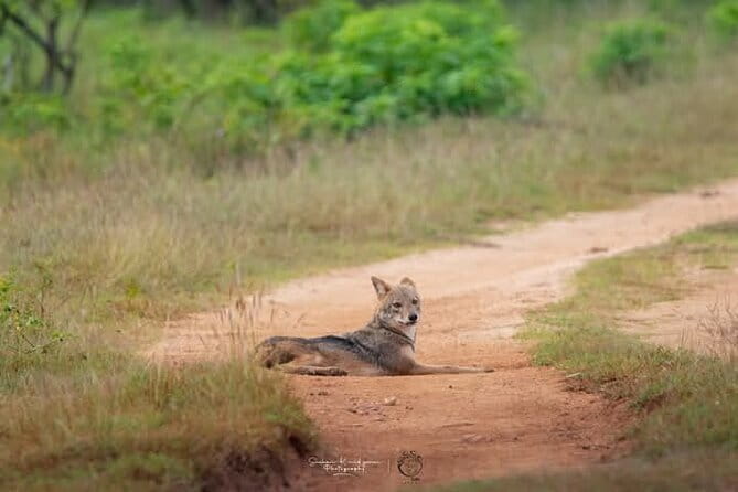Mirissa, Weligama, Ahangama Transfer to Ella and Udawalawa Safari - Morning safari or later start?