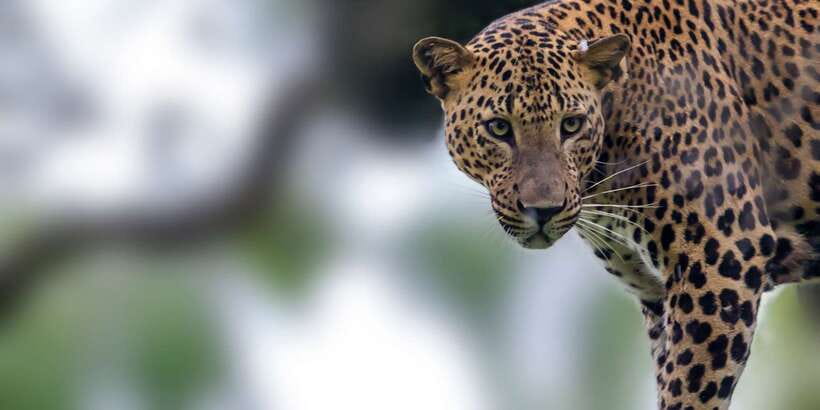 Mirissa/Weligama/Galle/Tangalle: Drop to Ella & Yala Safari - The return drive to Ella