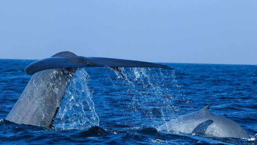 Mirissa: Whale & dolphin Watching Boat Tour with Breakfast - Meeting the boat before sunrise