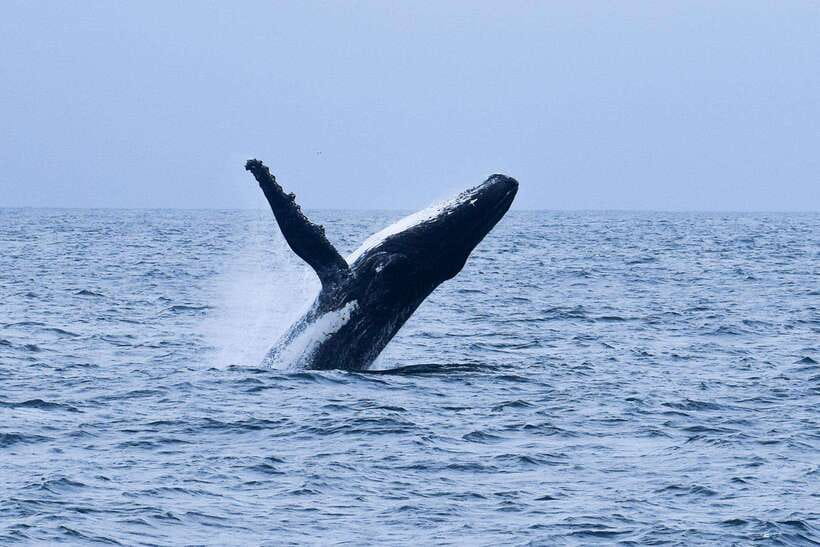 Mirissa: Whale & dolphin Watching Boat Tour with Breakfast - Watching the horizon for whales and dolphins