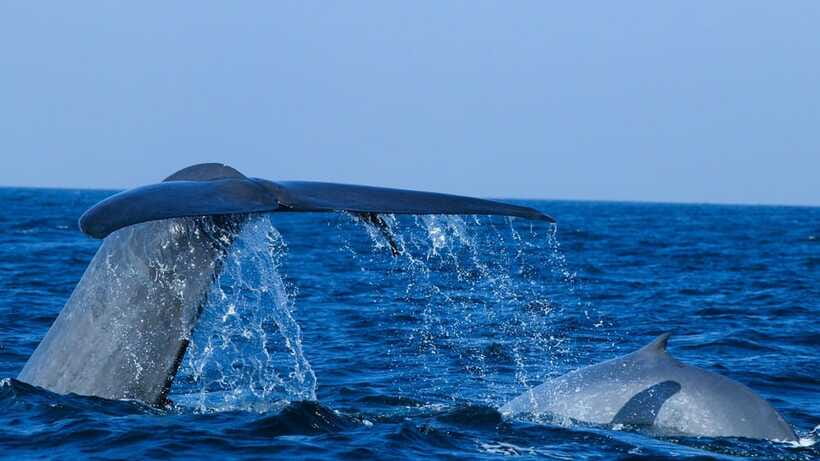 Mirissa: Whale & dolphin Watching Boat Tour with Breakfast - Safety equipment and the captain