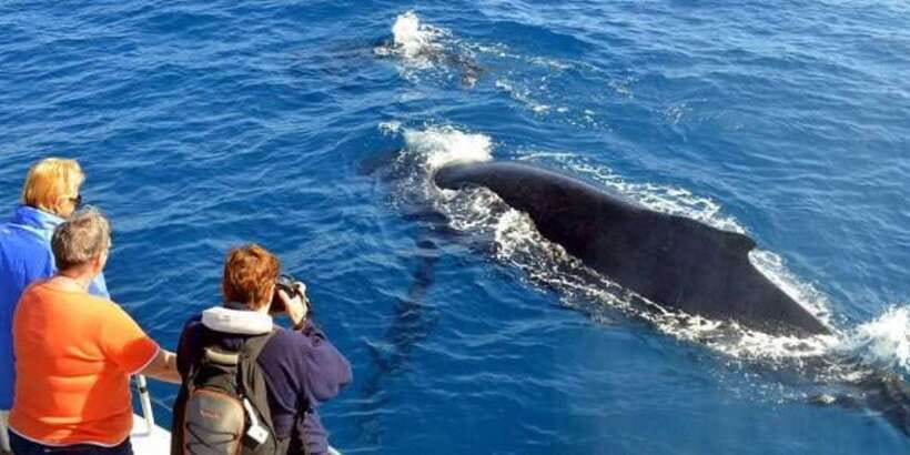Mirissa: Whale & Dolphin Watching Cruise with Breakfast - Three to four hours on the Indian Ocean