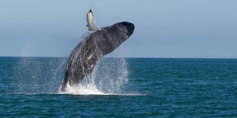 Mirissa: Whale & Dolphin Watching Cruise with Breakfast - What the boat size means for your view