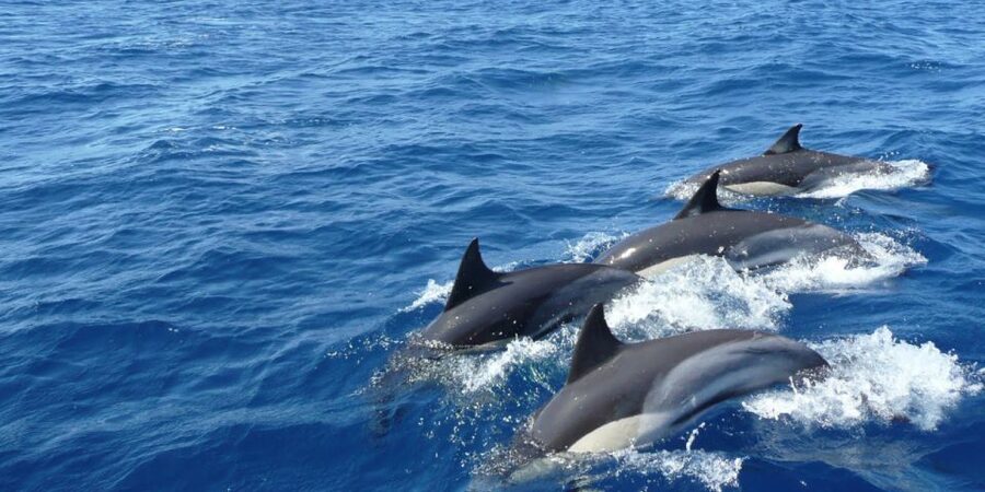 Mirissa: Whale & Dolphin Watching Cruise with Breakfast - Breakfast, snacks, and the practical comforts