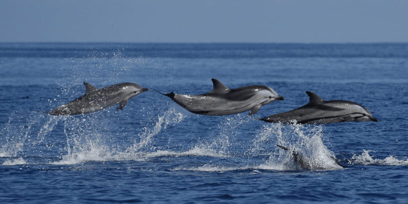 Mirissa: Whale & Dolphin Watching Cruise with Breakfast - From hotel pickup to Mirissa Fishery Harbour