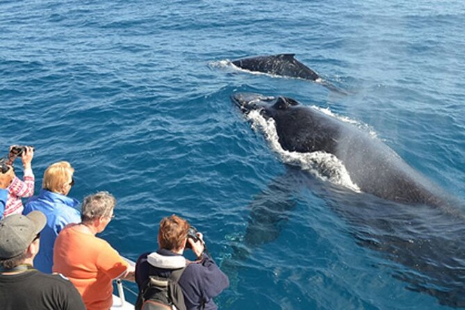 Mirissa Whale & Dolphin Watching Cruise with Geeth’s Crew - The crew’s local experience and one transport warning