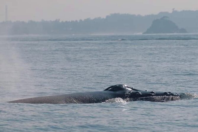 Mirissa Whale & Dolphin Watching Cruise with Geeth’s Crew - Is $29.45 good value?