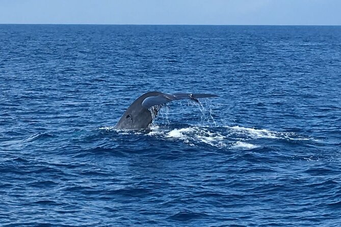 Mirissa Whale & Dolphin Watching Cruise with Geeth’s Crew - Who will enjoy this cruise most