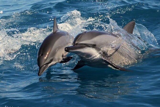 Mirissa Whale & Dolphin Watching Cruise with Geeth’s Crew - How to make the morning run smoothly