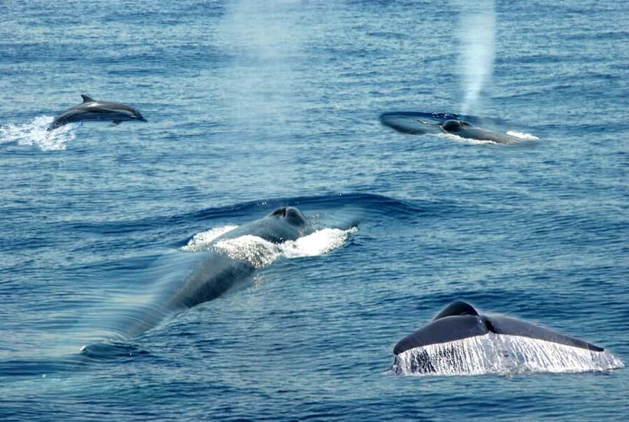 Mirissa: Whale & Dolphin Watching Trip with Private Transfer - Key Points Before You Book