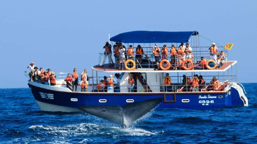 Mirissa: Whale & Dolphin Watching Trip with Private Transfer - From Your Hotel to Mirissa Fisheries Harbour