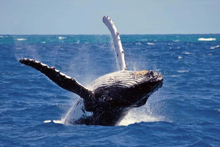 Mirissa: Whale & Dolphin Watching Trip with Private Transfer - Boarding at 7:00 AM