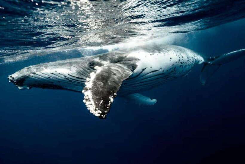 Mirissa: Whale Watching Cruise - Key points to know before booking