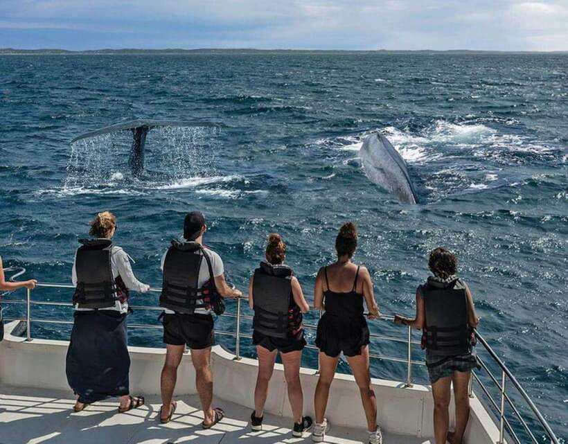 Mirissa: Whale Watching Cruise - Six hours on the Indian Ocean