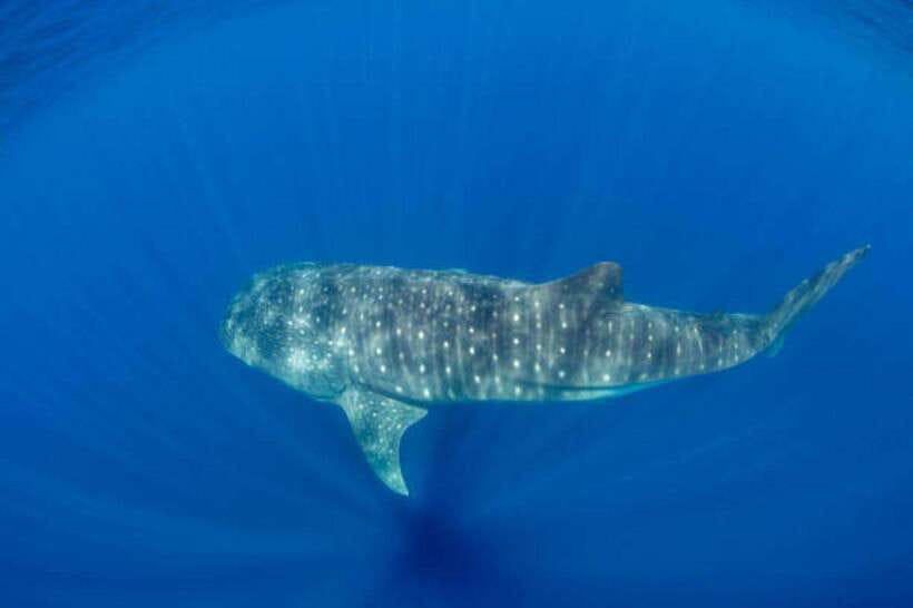 Mirissa: Whale Watching Cruise - What the $70 price really covers