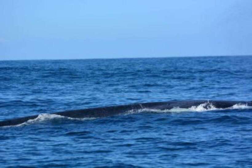 Mirissa: Whale Watching Cruise - Who should book this cruise