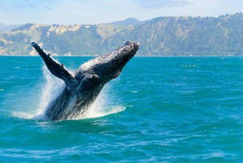 Mirissa: Whale Watching Cruise - Starting with pickup in Mirissa