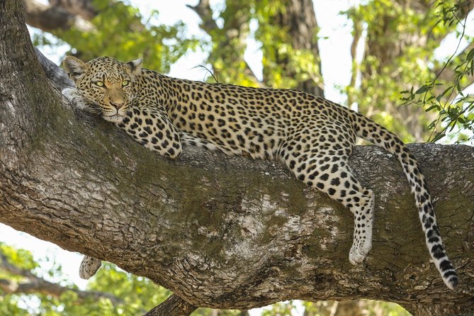 Morning 07 Hour Private Safari at Yala National Park by Yala La Safari Tours - Elephants, drought, and the importance of water